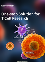 One-stop Solution for T Cell Research (2605)
